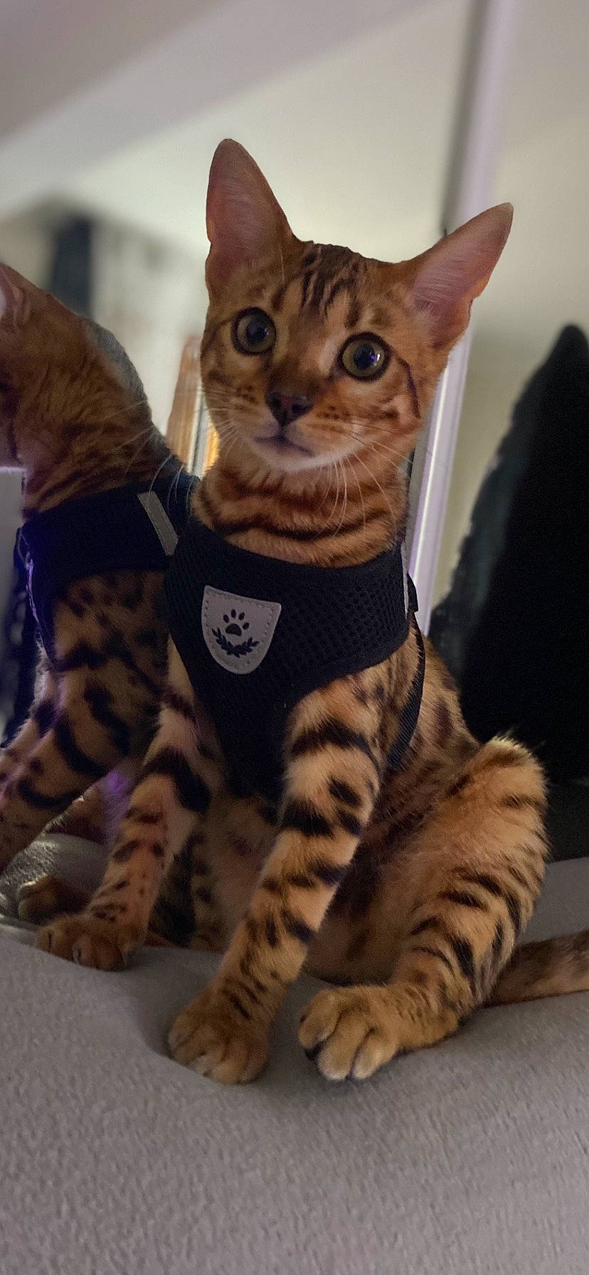 Scar participe au concours pour gagner de l'argent avec cette photo : carnivore, cat, domestic_short_haired_cat, event, felidae, fur, sitting, small_to_medium_sized_cats, snout, tail, terrestrial_animal, whiskers, wildlife