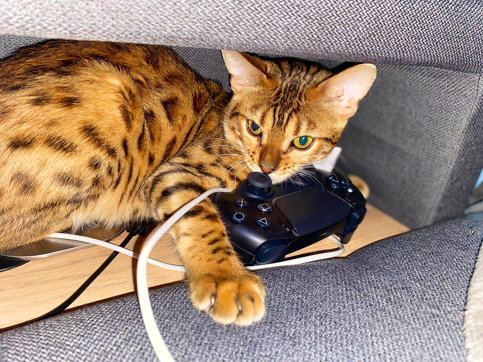 Scar participe au concours pour gagner de l'argent avec cette photo : bag, big_cats, carnivore, cat, claw, comfort, domestic_short_haired_cat, fawn, felidae, fur, luggage_and_bags, nap, paw, sitting, small_to_medium_sized_cats, snout, tail, terrestrial_animal, whiskers, wildlife