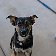 Dozer joined the competition — help win amazing prizes! dog, pet, animal, canine, ears, fur, black, tan, sitting, looking, outdoor, concrete, collar, face, eyes, portrait, muzzle, paw, attention, waiting