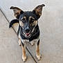 Dozer is registered to the contest to win money with this photo: dog, animal, pet, canine, ears, sitting, looking_up, smiling, black_fur, tan_fur, outdoor, concrete, close_up, friendly, happy, young_dog, portrait, cute, alert, tail