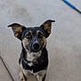 dog, pet, animal, ears, brown_eyes, black_fur, tan_fur, white_fur, sitting, collar, outdoor, concrete_floor, canine, portrait, looking_up, closeup, domestic_animal, cute, friendly, alert