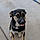 Dozer
