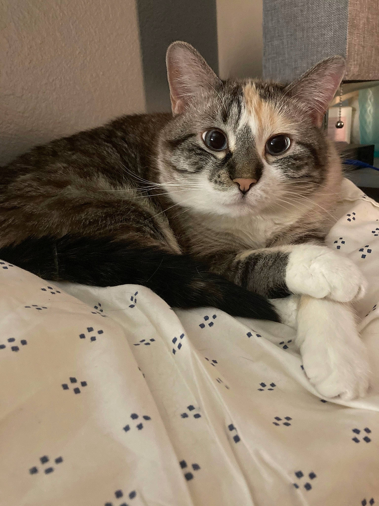 Rocksie joined the competition — help win amazing prizes! bed, bed_sheet, bedding, blanket, carnivore, cat, comfort, domestic_short_haired_cat, door, felidae, fur, grey, linens, pattern, paw, photo_caption, small_to_medium_sized_cats, snout, whiskers, window