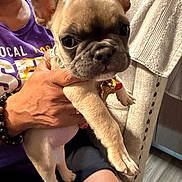Koko joined the competition — help win amazing prizes! french_bulldog, puppy, dog, pet, person, hand, purple_shirt, black_shorts, armchair, towel, indoor, floor, furniture, close_up, ears, eyes, nail_polish, bracelet, skin, cute