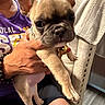 french_bulldog, puppy, dog, pet, person, hand, purple_shirt, black_shorts, armchair, towel, indoor, floor, furniture, close_up, ears, eyes, nail_polish, bracelet, skin, cute