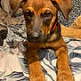 puppy, dog, brown, ears, bedspread, indoor, pet, animal, cute, lying_down, looking_at_camera, nose, paws, collar, fur, young, domestic, canine, closeup, resting