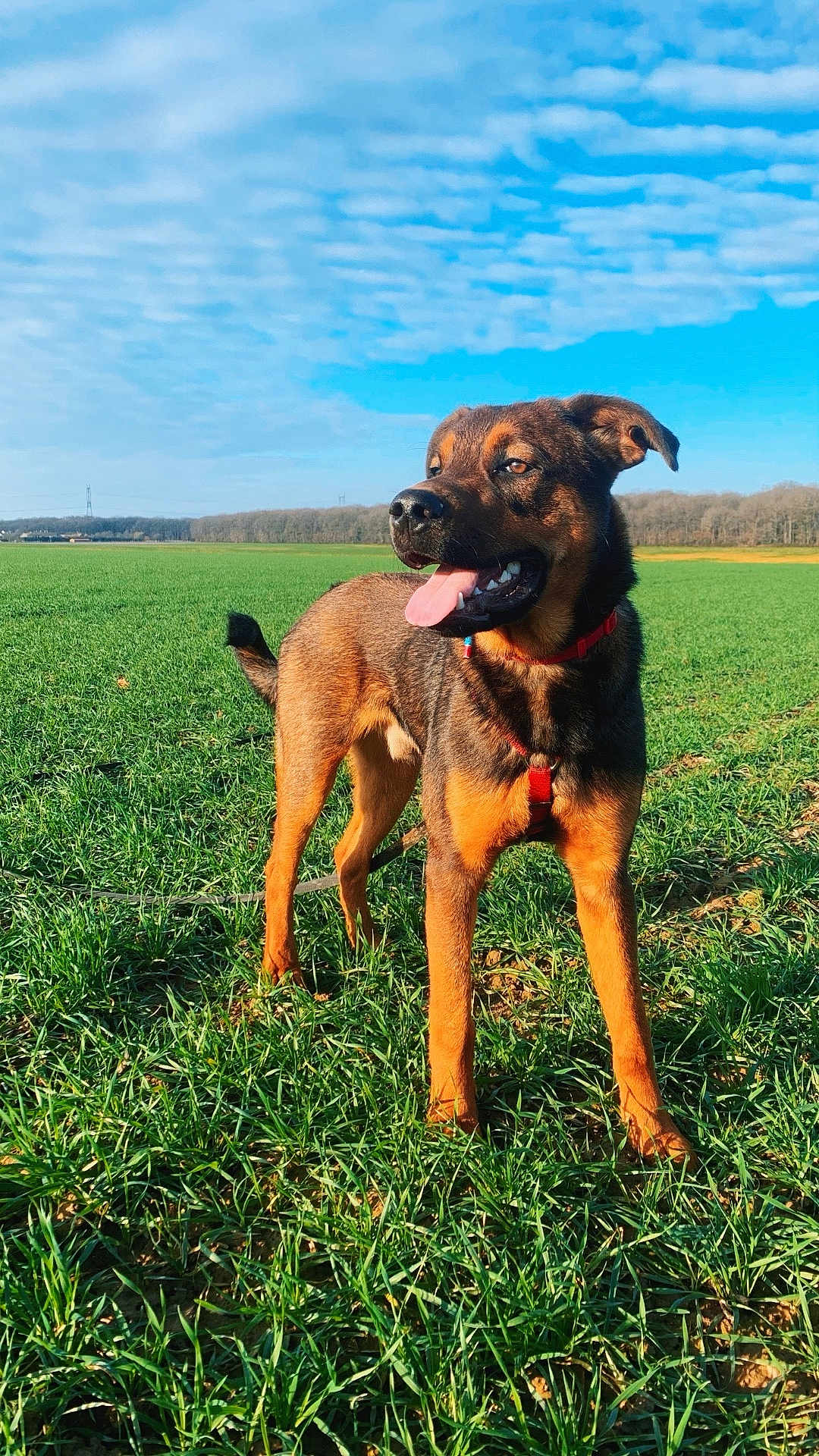 Arthur a rejoint le concours — aidez-le/la à gagner de superbes lots ! dog, canine, animal, outdoor, field, grass, blue_sky, clouds, daylight, pet, mammal, leash, harness, tongue_out, standing, nature, sunlight, happy, alert, brown_fur