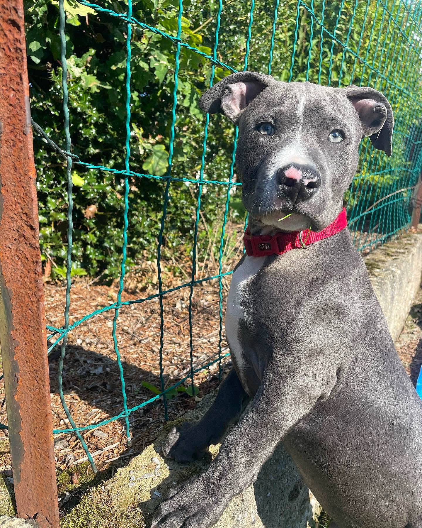 Tyroc participe au concours pour gagner de l'argent avec cette photo : canidae, carnivore, chain_link_fencing, collar, companion_dog, dog, dog_breed, dog_collar, dog_supply, fawn, fence, mesh, pet_supply, plant, snout, sporting_group, tail, terrestrial_animal, wire_fencing, working_animal