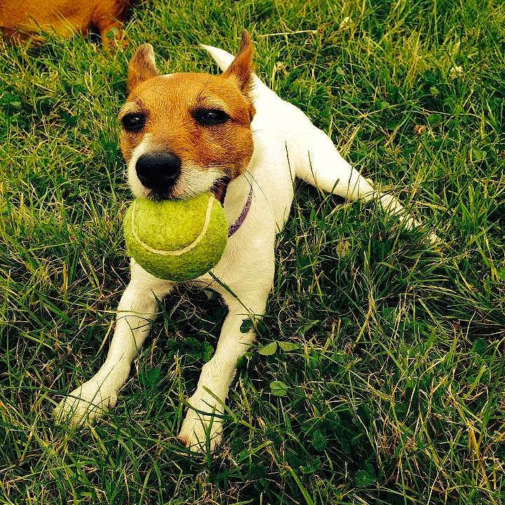 Ziggy is registered to the contest to win money with this photo: