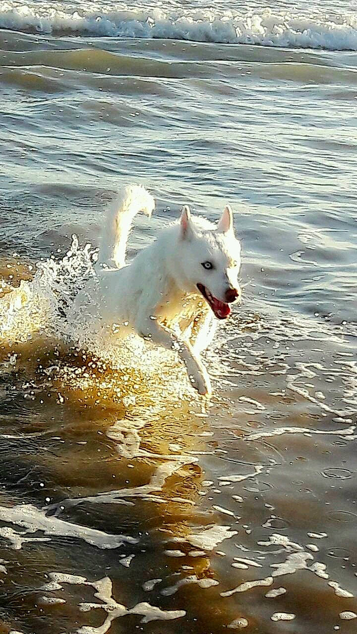 Snowbelle a rejoint le concours — aidez-le/la à gagner de superbes lots ! berger_blanc_suisse, canaan_dog, canidae, carnivore, dog, dog_breed, kintamani, kishu, korean_jindo_dog, mammal, non_sporting_group, northern_inuit_dog, norwegian_buhund, pungsan_dog, vertebrate, white_shepherd