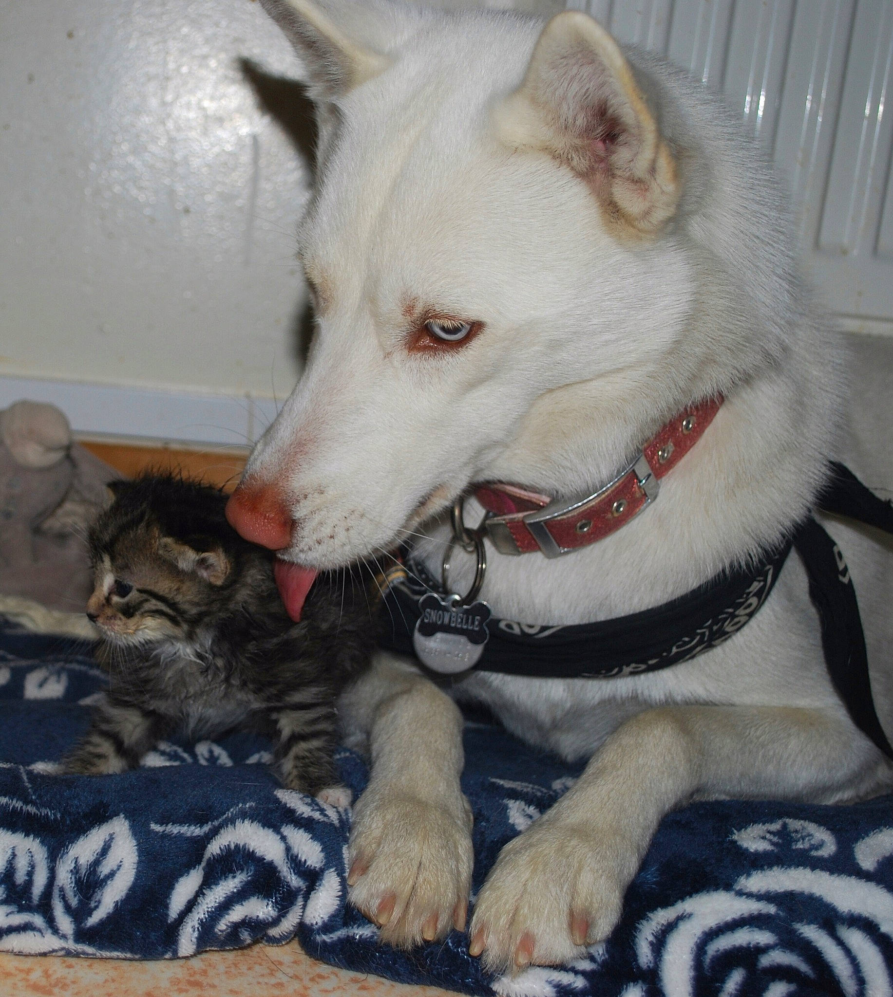 Snowbelle a rejoint le concours — aidez-le/la à gagner de superbes lots ! canaan_dog, canidae, carnivore, cat, dog, dog_breed, felidae, labrador_husky, mammal, northern_inuit_dog, rare_breed_dog, siberian_husky, vertebrate, white_shepherd, wolfdog