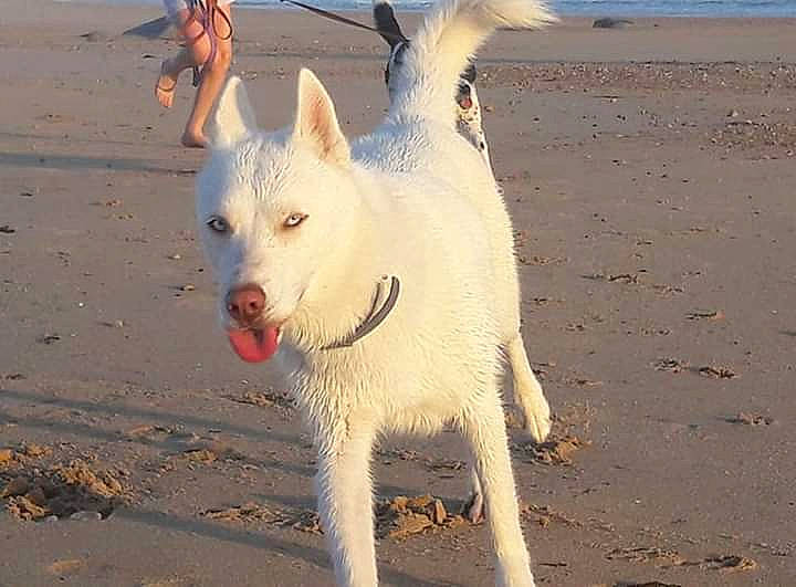 Snowbelle a rejoint le concours — aidez-le/la à gagner de superbes lots ! berger_blanc_suisse, canaan_dog, canidae, carnivore, dog, dog_breed, greenland_dog, kintamani, korean_jindo_dog, mammal, non_sporting_group, pungsan_dog, rare_breed_dog, siberian_husky, street_dog, vertebrate, white_shepherd