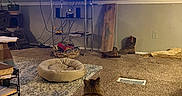 Bobby is registered to the contest to win money with this photo: cat, fluffy_cat, long_hair, pet, living_room, television, screen, indoor, carpet, rug, pet_bed, cat_toy, furniture, entertainment_center, dartboard, boots, basket, wall, cozy, watching_tv