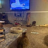 cat, fluffy_cat, long_hair, pet, living_room, television, screen, indoor, carpet, rug, pet_bed, cat_toy, furniture, entertainment_center, dartboard, boots, basket, wall, cozy, watching_tv