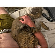 Bobby is registered to the contest to win money with this photo: cat, tabby_cat, furry, pet, sleeping, lying_down, relaxed, indoor, bed, bedroom, pillow, blanket, person, lap, arm, remote_control, cozy, cuddling, photograph, smartphone_screenshot