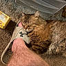 cat, tabby_cat, fluffy, sleeping, nap, pet, animal, feline, whiskers, closed_eyes, brown_fur, long_hair, carpet, shoe, footwear, person, leg, tea_box, lemon_ginger, cozy