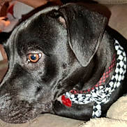 Buddy is registered to the contest to win money with this photo: dog, black_dog, bandana, pet, animal, close_up, indoor, looking_away, brown_eye, collar, cute, mammal, domestic_animal, fur, snout, nose, ears, portrait, pet_accessory, companion