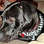 dog, black_dog, bandana, pet, animal, close_up, indoor, looking_away, brown_eye, collar, cute, mammal, domestic_animal, fur, snout, nose, ears, portrait, pet_accessory, companion