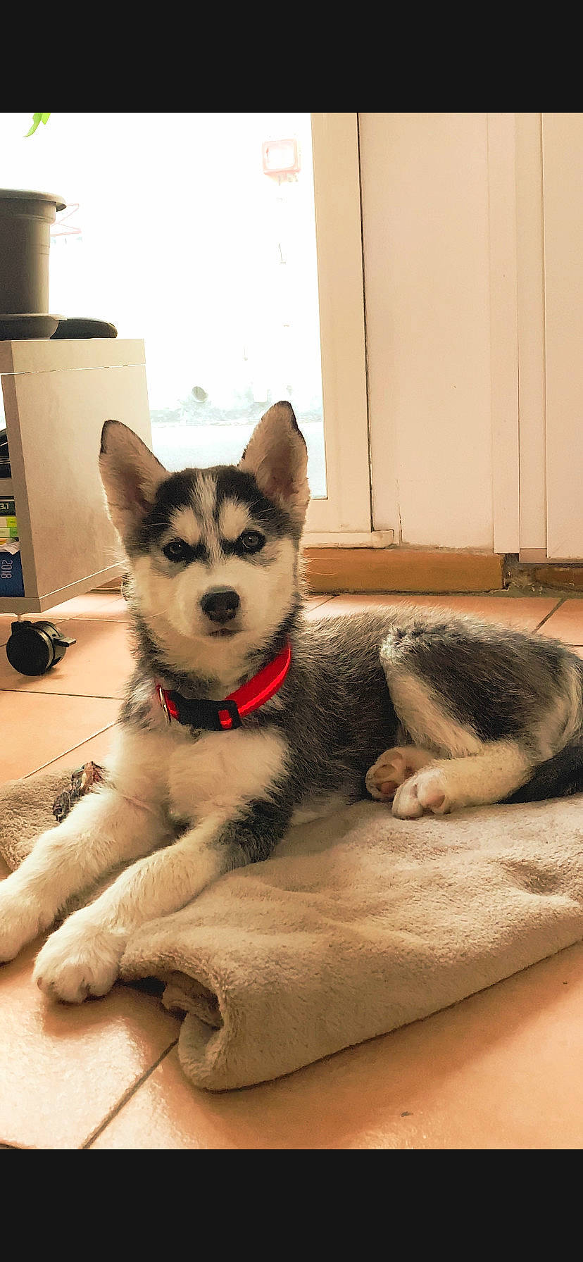 Rango participe au concours pour gagner de l'argent avec cette photo : alaskan_klee_kai, alaskan_malamute, canadian_eskimo_dog, canidae, carnivore, dog, dog_breed, greenland_dog, mammal, miniature_siberian_husky, northern_inuit_dog, sakhalin_husky, seppala_siberian_sleddog, siberian_husky, sled_dog, snout, tamaskan_dog, vertebrate, wolfdog, working_dog