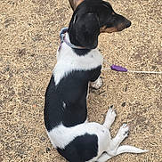 Gemma is registered to the contest to win money with this photo: dog, black_and_white, sitting, outdoor, dry_grass, collar, leash, pet, animal, canine, ears, tail, fur, side_view, nature, ground, domestic_animal, resting, young_dog, daytime