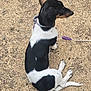 dog, black_and_white, sitting, outdoor, dry_grass, collar, leash, pet, animal, canine, ears, tail, fur, side_view, nature, ground, domestic_animal, resting, young_dog, daytime
