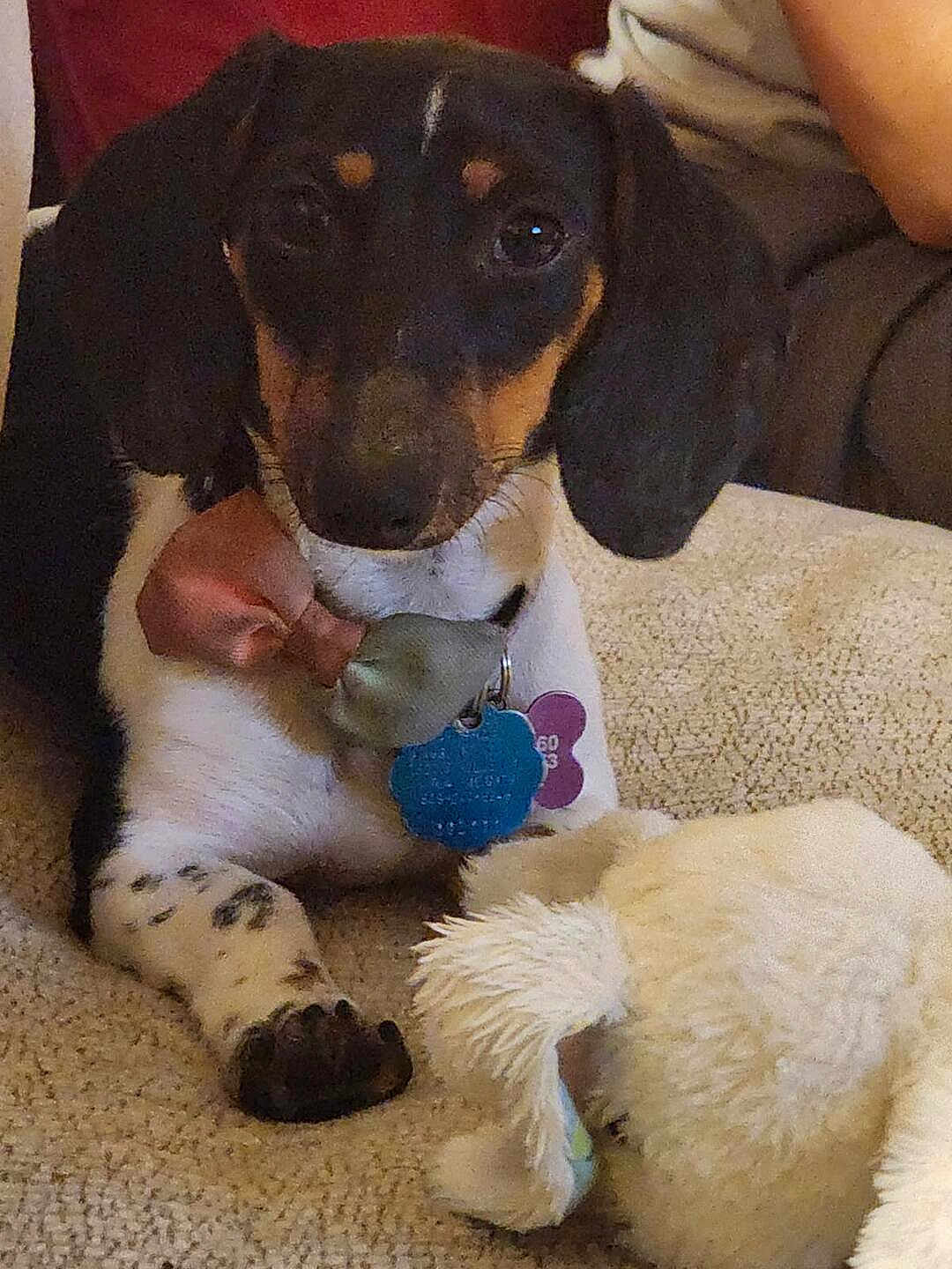 Gemma