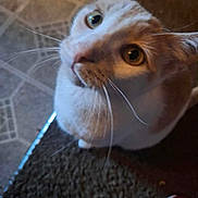 Grayson joined the competition — help win amazing prizes! animal, brown, cat, close_up, curious, domestic, ear, eye, feline, floor, indoor, looking_up, mat, nose, pet, shoe, texture, tile_floor, whiskers, white