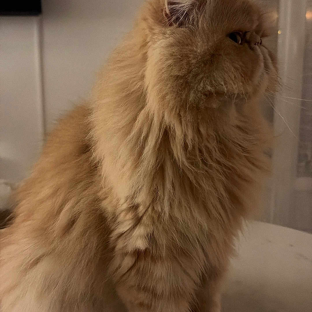 Sam