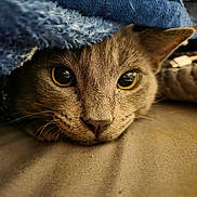 Achilles joined the competition — help win amazing prizes! cat, close_up, yellow_eyes, blanket, cozy, fur, whiskers, face, pet, domestic_cat, resting, cute, indoor, soft, animal, muzzle, portrait, feline, curious, lying_down