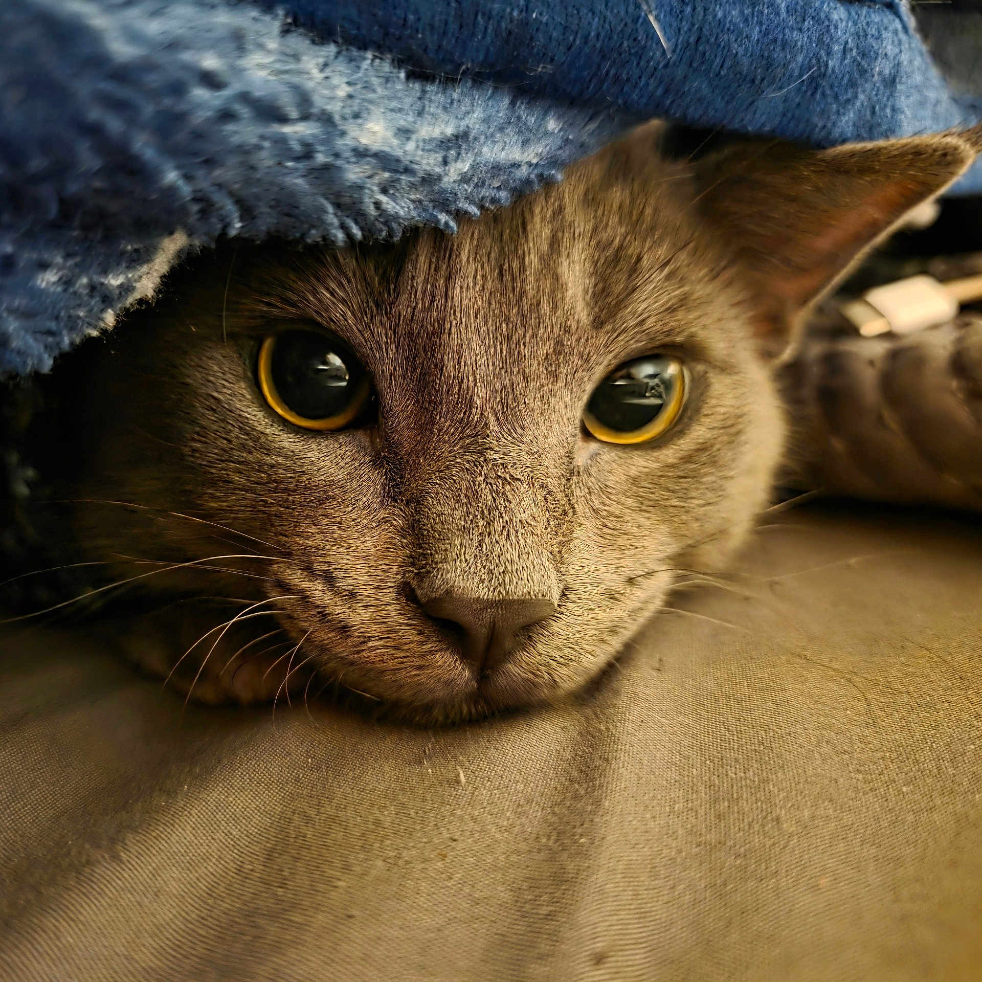 Achilles