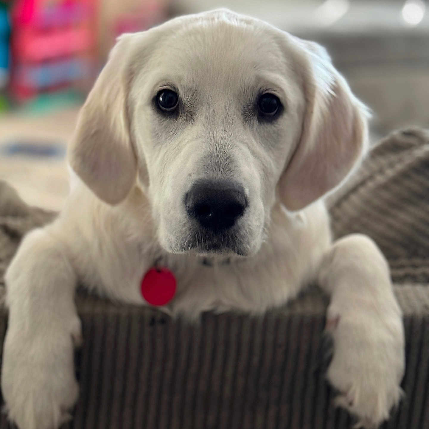 Winter is registered to the contest to win money with this photo: animal, beagle, canine, cockerspaniel, couch, dog, furniture, goldenretriever, hound, labradorretriever, pet, pointer, puppy, snout, terrier, whitedog