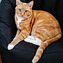 animal, black_cushion, cat, chair, cozy, cute, domestic, feline, fur, house, indoor, looking_at_camera, orange_tabby, paws, pet, portrait, relaxed, seated, tail, whiskers