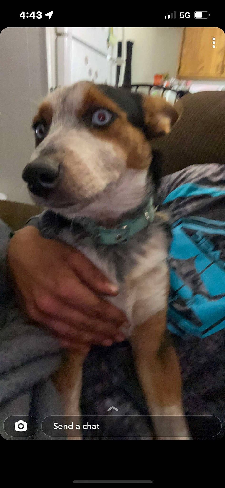 Sky is registered to the contest to win money with this photo: ancient_dog_breeds, canidae, carnivore, collar, companion_dog, dog, dog_breed, dog_clothes, dog_collar, ear, fawn, fur, puppy, puppy_love, sporting_group, street_dog, toy_dog, whiskers, working_animal, working_dog