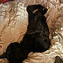 Murphy is registered to the contest to win money with this photo: black_cat, cat, pet, indoor, bed, comforter, white_bedding, relaxing, sleeping, fur, animal, cozy, feline, resting, domestic_animal, whiskers, ears, tail, bedroom, soft