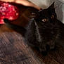 Murphy joined the competition — help win amazing prizes! black_cat, cat, pet, animal, feline, indoor, wooden_floor, curious, looking_up, fur, whiskers, ears, eyes, blurred_background, red_fabric, domestic_cat, young_cat, sitting, close_up, portrait