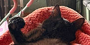 Murphy joined the competition — help win amazing prizes! cat, black_cat, sleeping, blanket, orange_blanket, paw, indoor, cozy, furry, pet, resting, fur, cute, relaxing, animal, home, soft_texture, domestic, feline, comfort