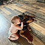 Corkey is registered to the contest to win money with this photo: baby, dog, indoor, wooden_floor, diaper, pet, child, flooring, blanket, animal, toddler, mammal, cute, domestic_animal, resting, companion, playful, young_child, interaction, floor