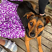Corkey is registered to the contest to win money with this photo: dog, pet, animal, canine, black_and_tan, blanket, purple_blanket, patterned_blanket, wooden_deck, legs, person, sandals, socks, outdoor, looking_up, cute, fur, ears, tail, paws