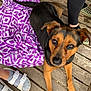 dog, pet, animal, canine, black_and_tan, blanket, purple_blanket, patterned_blanket, wooden_deck, legs, person, sandals, socks, outdoor, looking_up, cute, fur, ears, tail, paws