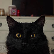 Murt is registered to the contest to win money with this photo: animal, black_cat, blurred_background, cat, close_up, cute, domestic_cat, dresser, ears, face, feline, fur, household, indoor, looking_at_camera, pet, portrait, soft_light, whiskers, yellow_eyes
