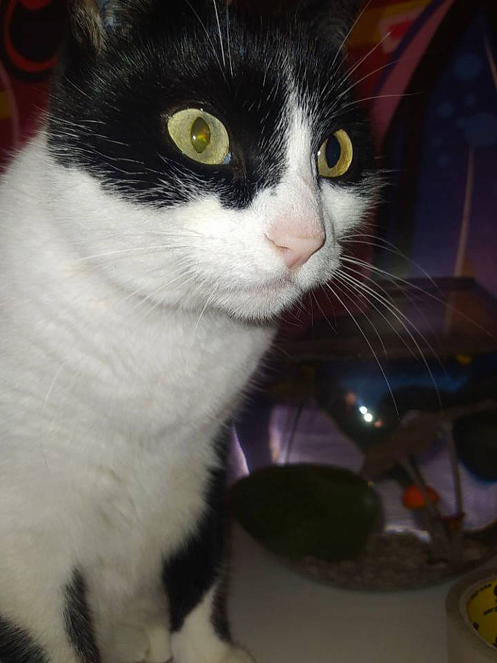 Purple a rejoint le concours — aidez-le/la à gagner de superbes lots ! black_cat, carnivore, cat, claw, domestic_short_haired_cat, eye, felidae, fur, human_leg, monochrome_photography, paw, pet_supply, sitting, small_to_medium_sized_cats, snout, tail, whiskers, window