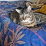 Ruby a rejoint le concours — aidez-le/la à gagner de superbes lots ! cat, tabby_cat, bed, bedspread, patterned_fabric, blue, leaf_pattern, plush_toy, teddy_bear, indoor, cozy, resting, feline, animal, pet, soft_toy, furniture, comfort, domestic, cute