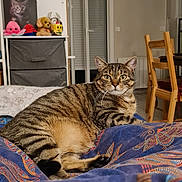 Ruby participe au concours pour gagner de l'argent avec cette photo : cat, tabby, pet, indoor, animal, feline, striped, resting, blanket, patterned, fur, whiskers, ears, eyes, home, furniture, chair, door, toy, shelf