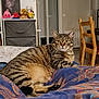 cat, tabby, pet, indoor, animal, feline, striped, resting, blanket, patterned, fur, whiskers, ears, eyes, home, furniture, chair, door, toy, shelf