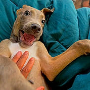 Bane joined the competition — help win amazing prizes! puppy, dog, playful, blanket, teal, hand, pet, cute, affection, expression, indoor, cozy, fur, animal, tongue, paw, happy, closeup, young, tickling