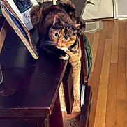 Kitty is registered to the contest to win money with this photo: animal, architecture, cat, computer, couch, desk, diningtable, electronics, furniture, hardwood, indoors, interiordesign, laptop, pc, pet, plywood, shelf, stainedwood, table, wood