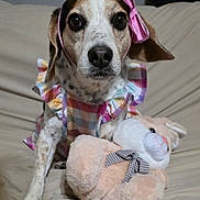Onalee is registered to the contest to win money with this photo: dog, plaid_dress, pink_bow, stuffed_bunny, plush_toy, couch, beige_background, pet, animal, indoors, portrait, cute, fashion_accessory, headband, sitting, looking_at_camera, companion, soft_toy, cozy, adorable