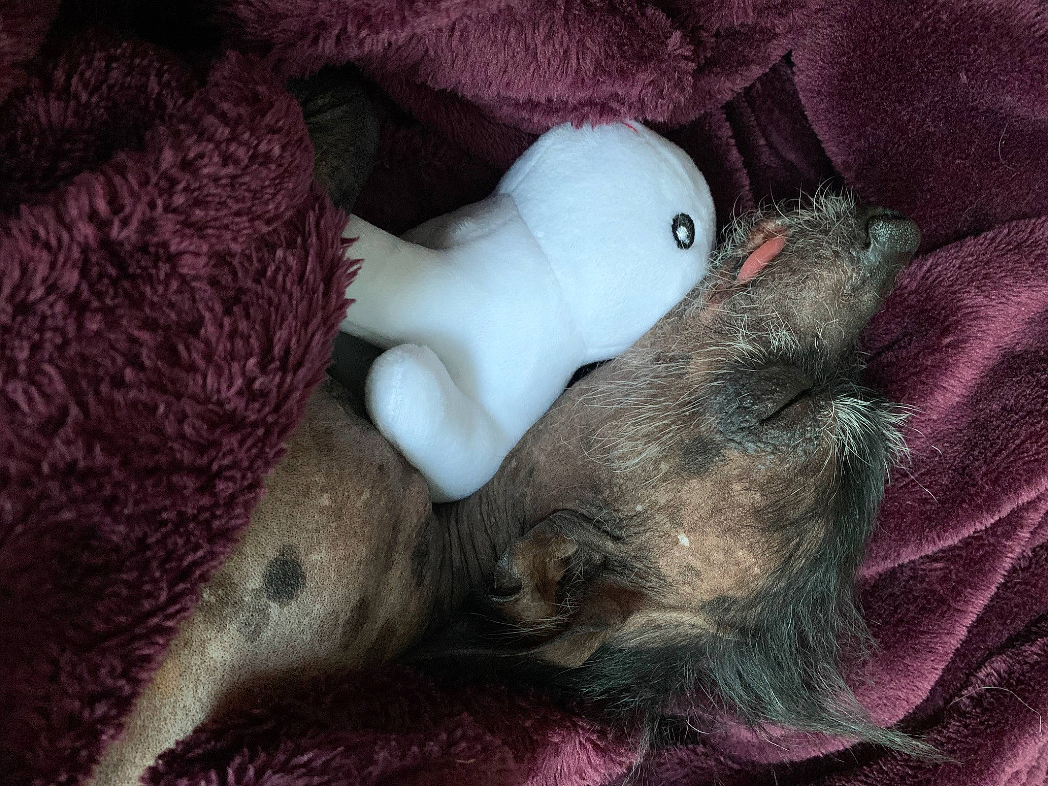 Donkey is registered to the contest to win money with this photo: art, beak, bird, canidae, carnivore, close_up, comfort, companion_dog, dog, dog_breed, fawn, fur, grey, magenta, snout, sporting_group, terrestrial_animal, toy, wildlife, working_animal