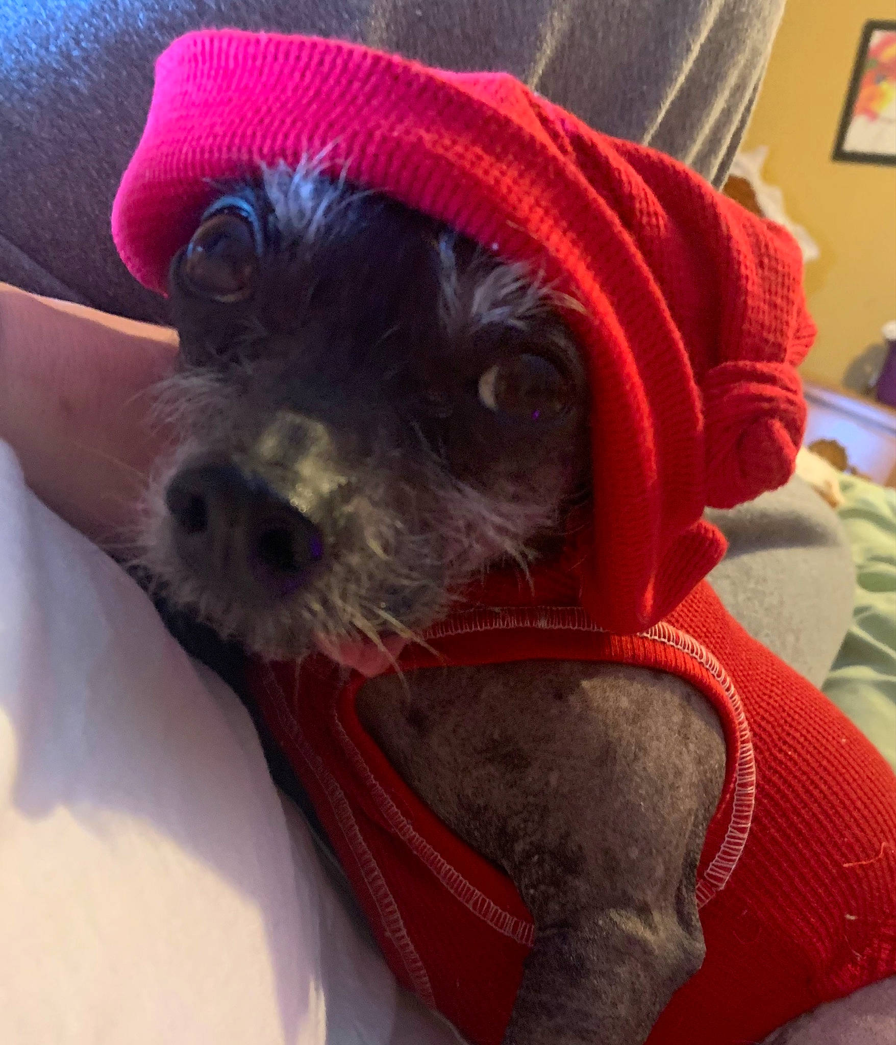 Donkey is registered to the contest to win money with this photo: cap, carnivore, collar, companion_dog, costume_hat, dog, dog_breed, dog_clothes, dog_collar, dog_supply, fashion_accessory, fawn, fur, hat, pet_supply, picture_frame, snout, sunglasses, toy_dog, working_animal