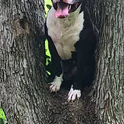 King joined the competition — help win amazing prizes! animal, black_and_white, canine, closeup, cute, daylight, dog, fur, green_leaves, happy, nature, outdoor, pet, playful, sitting, smiling, tongue_out, tree, tree_bark, wood